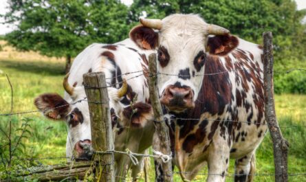 Gusano barrenador: brote bajo control en México