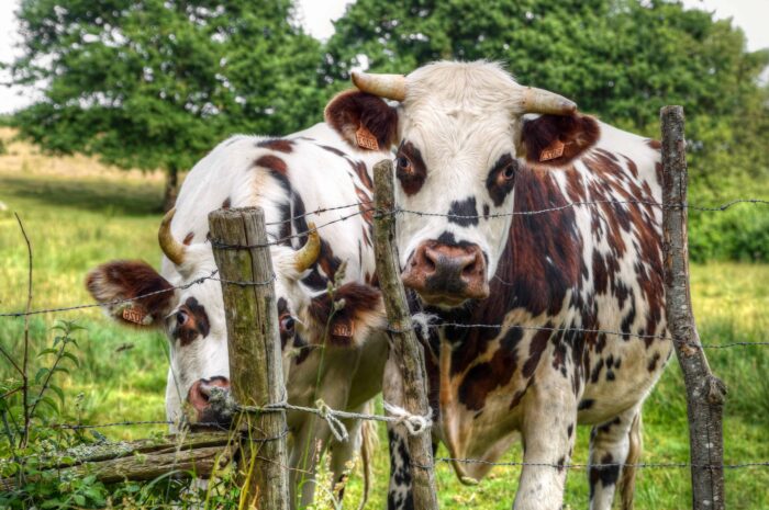 Brote de gusano barrenador se mantiene bajo control en México