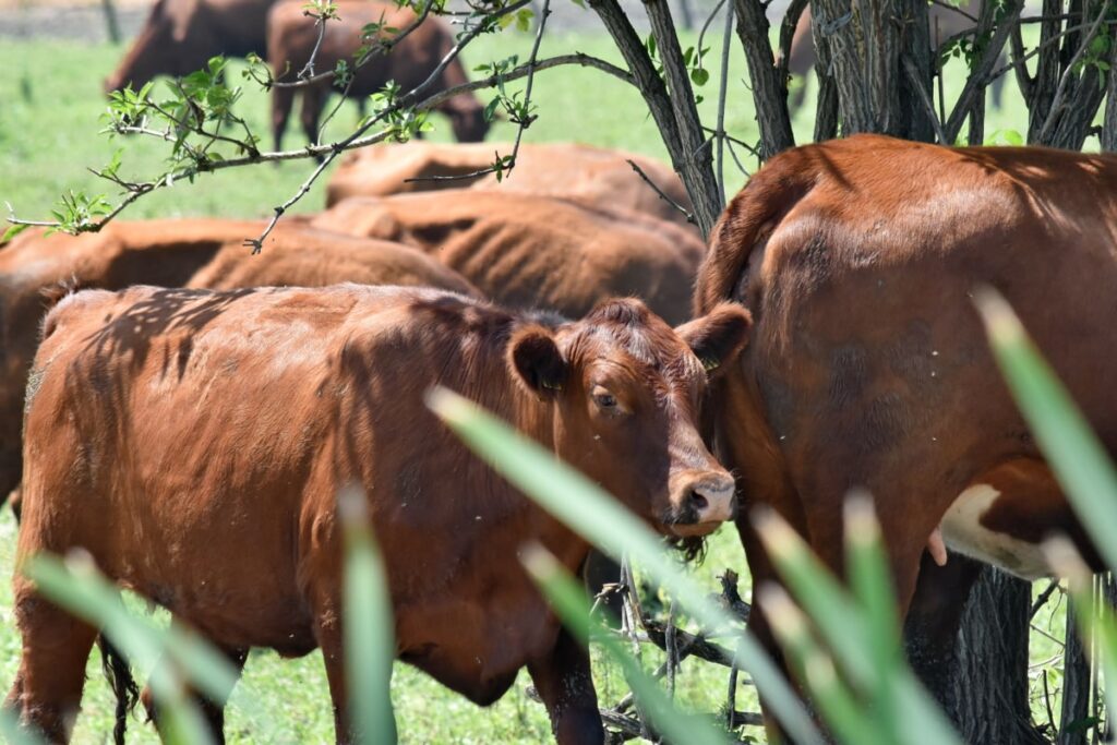 Refuerzan combate al gusano barrenador con 150 veterinarios en Tamaulipas Refuerzan combate al gusano barrenador con 150 veterinarios en Tamaulipas