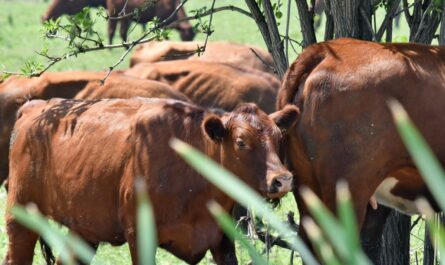 Refuerzan combate al gusano barrenador con 150 veterinarios en Tamaulipas