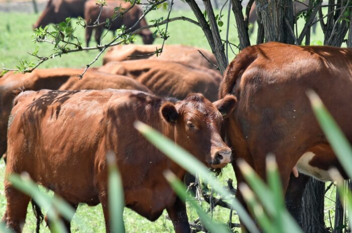 Refuerzan combate al gusano barrenador con 150 veterinarios en Tamaulipas