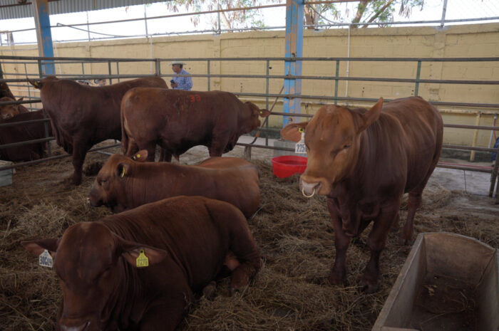 Abre Gobierno de Nuevo Laredo convocatoria para programa de mejoramiento ganadero