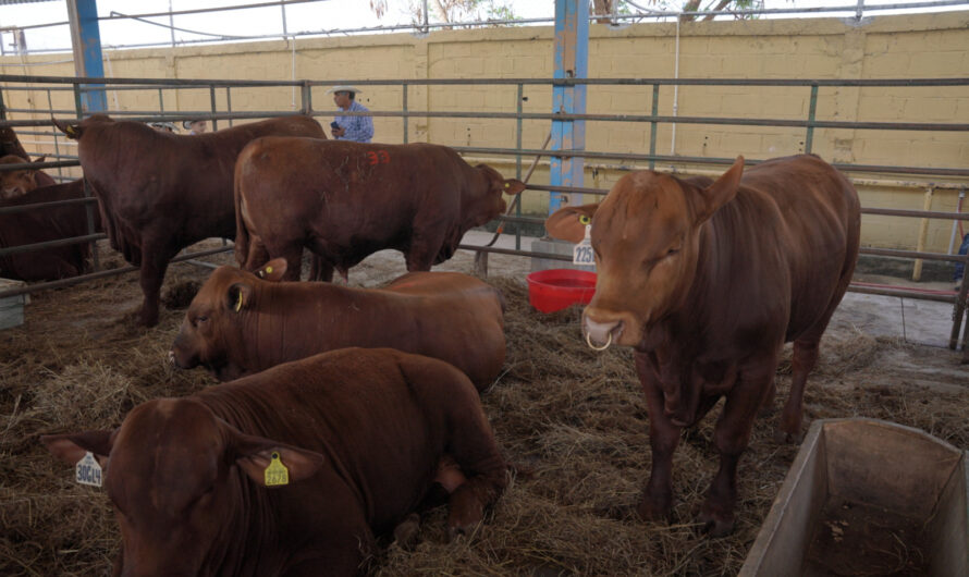 Abre Gobierno de Nuevo Laredo convocatoria para programa de mejoramiento ganadero