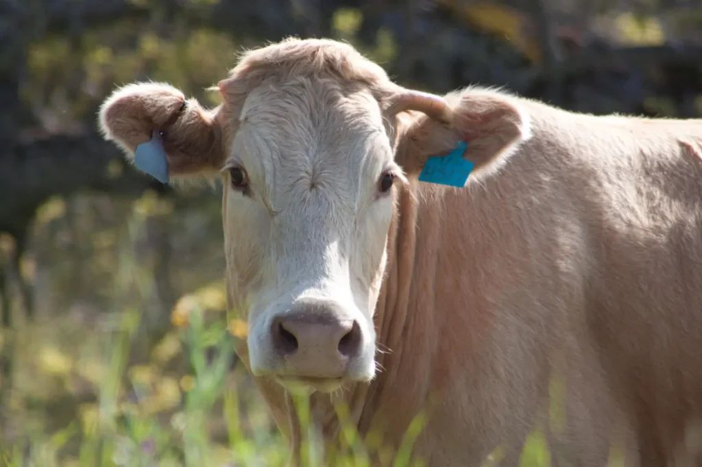 Aumento de gusano barrenador en Veracruz preocupa al sector ganadero