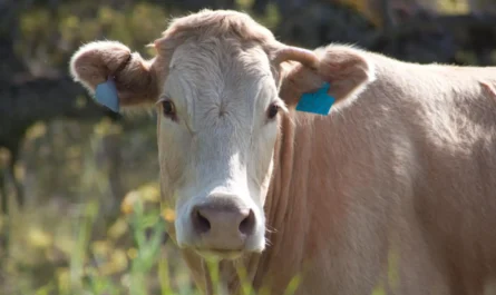 Aumento de gusano barrenador en Veracruz preocupa al sector ganadero