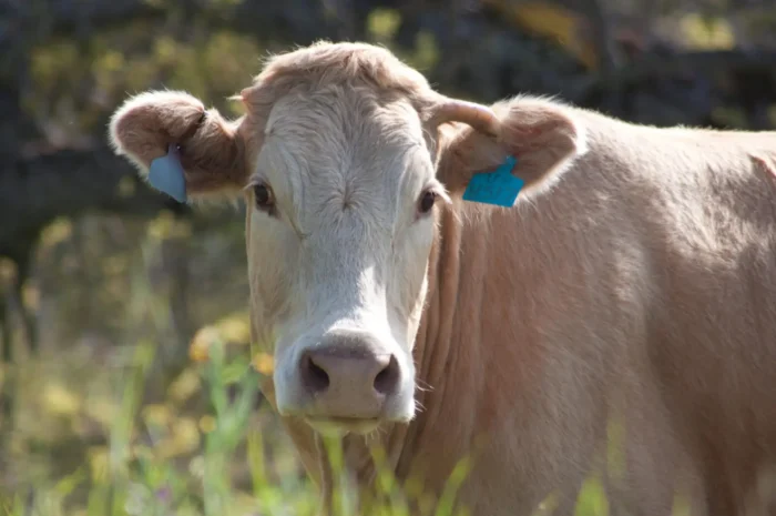 Aumento de gusano barrenador en Veracruz preocupa al sector ganadero