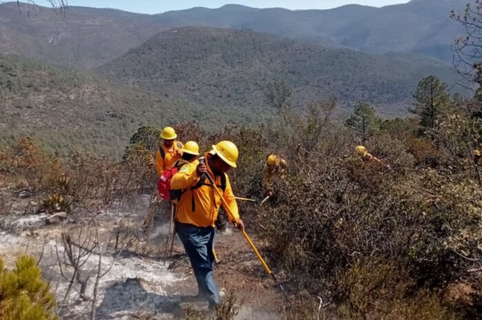 Incendio forestal en Miquihuana afecta 250 hectáreas; reportan 50% de control