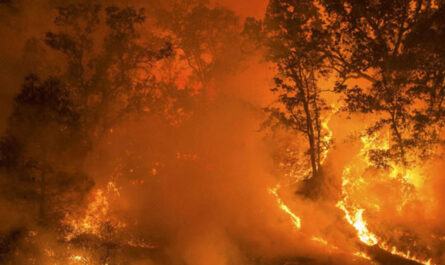Alertan por alto riesgo de incendios forestales en el estado