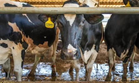 Alertan en Tamaulipas por gusano barrenador