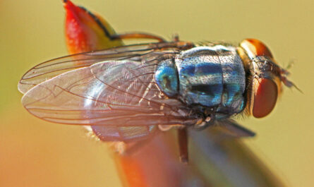 Altamira registra 3 casos de gusano barrenador