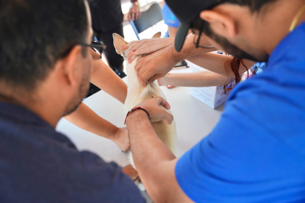 Exhorta Gobierno de Nuevo Laredo a vacunar mascotas contra la rabia
