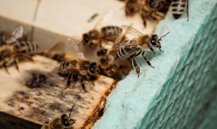 Hombre muere tras ataque de abejas en Soto la Marina