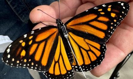 Detectan en Texas mariposa monarca rastreada desde México