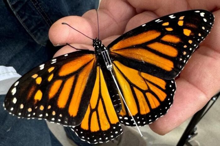 Detectan en Texas mariposa monarca rastreada desde México