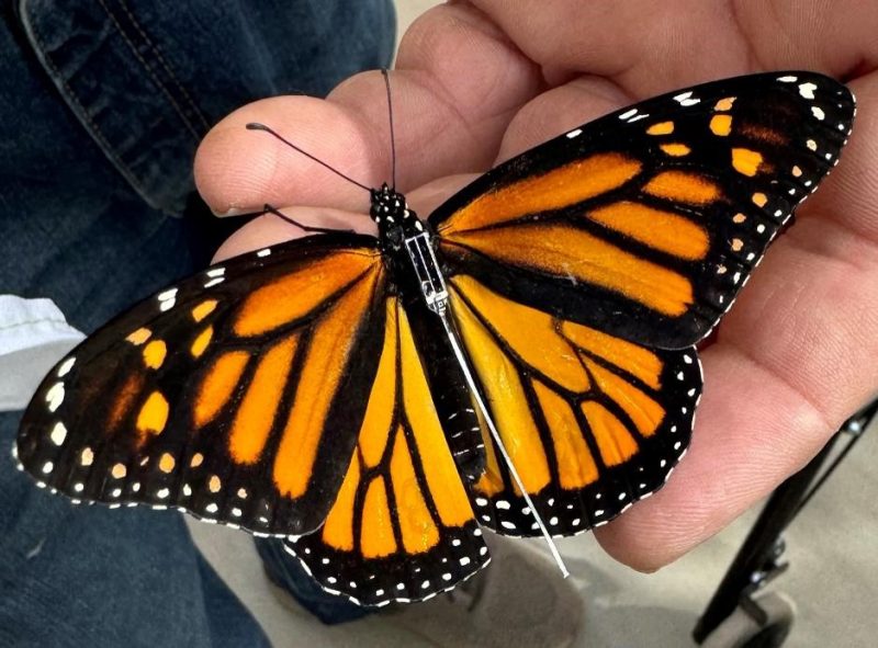 Detectan en Texas mariposa monarca rastreada desde México
