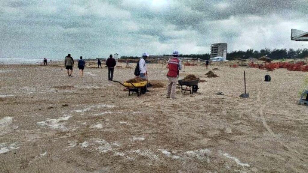 Detectan sargazo en playas de Tamaulipas
