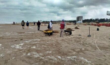 Detectan sargazo en playas de Tamaulipas