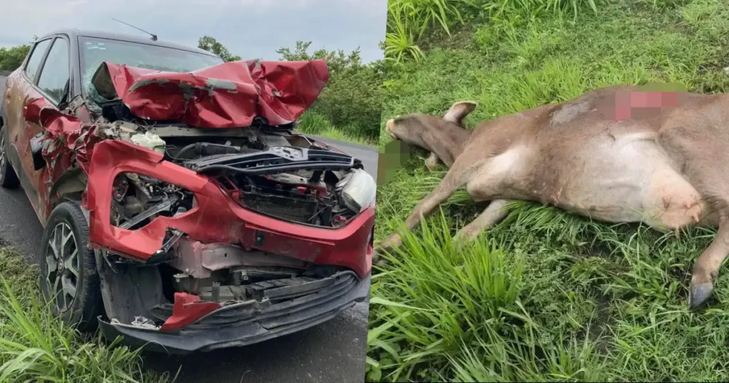 Koniel Barrios sufre choque contra ganado en carretera de Veracruz