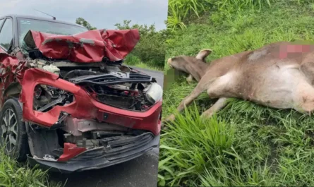 Koniel Barrios sufre choque contra ganado en carretera de Veracruz