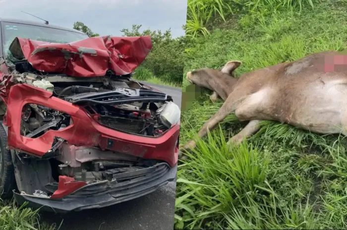 Koniel Barrios sufre choque contra ganado en carretera de Veracruz