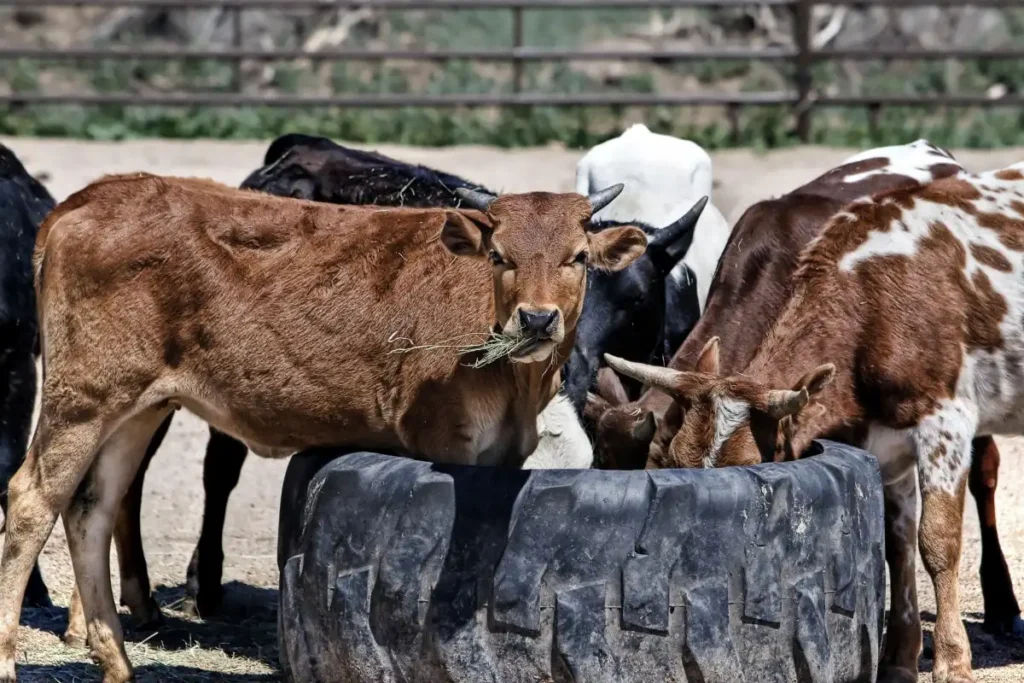 Impulsan uso de Exzolt para proteger a becerros del gusano barrenador en Tamaulipas