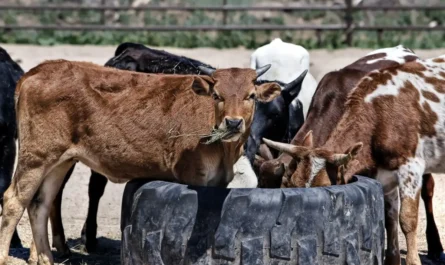 Impulsan uso de Exzolt para proteger a becerros del gusano barrenador en Tamaulipas