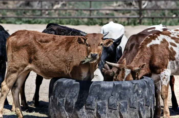 Impulsan uso de Exzolt para proteger a becerros del gusano barrenador en Tamaulipas