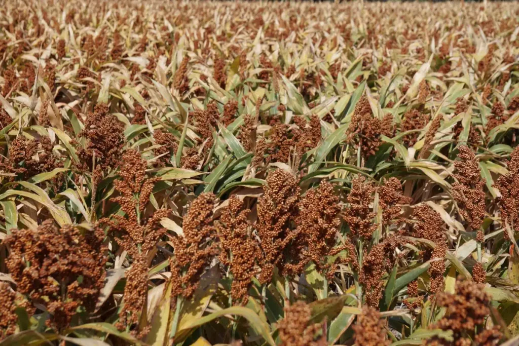 Tamaulipas mantiene liderazgo en producción de sorgo pese a crisis agrícola Tamaulipas mantiene liderazgo en producción de sorgo pese a crisis agrícola