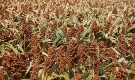 Tamaulipas mantiene liderazgo en producción de sorgo pese a crisis agrícola