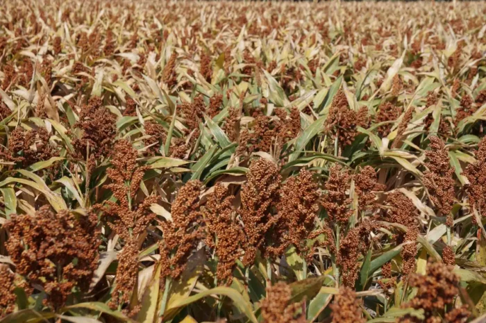 Tamaulipas mantiene liderazgo en producción de sorgo pese a crisis agrícola