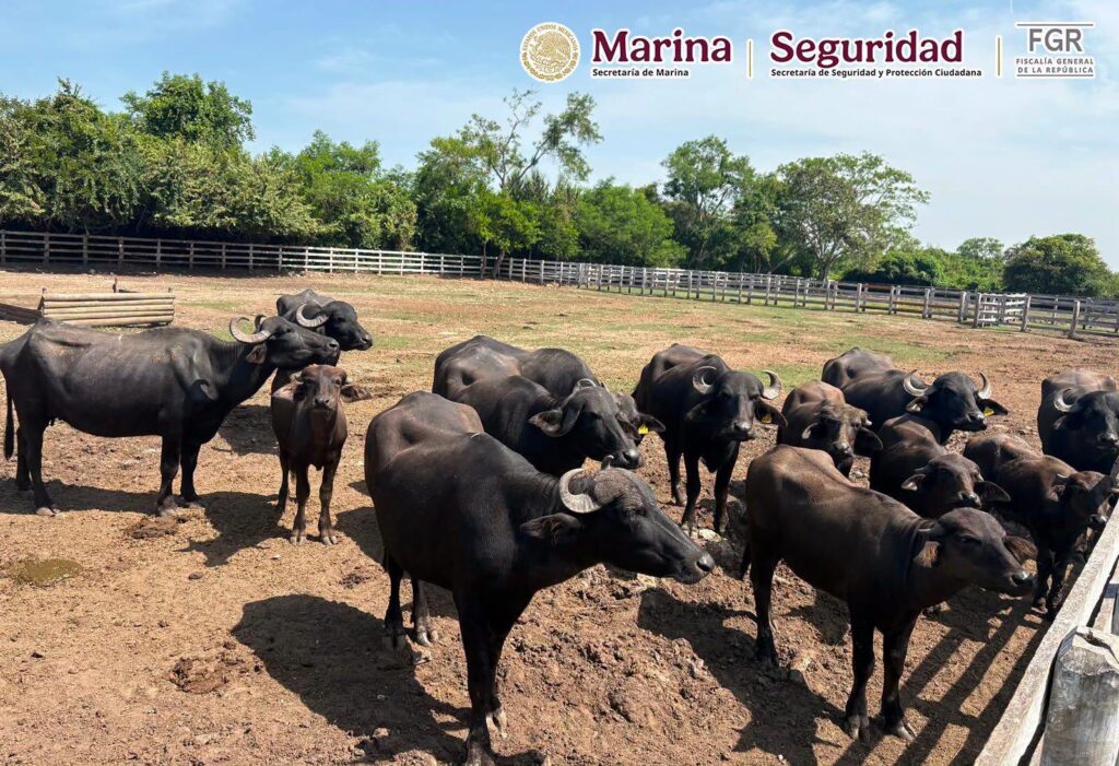 Hallan 135 animales exóticos durante cateos contra huachicol en Tamaulipas Hallan 135 animales exóticos durante cateos contra huachicol en Tamaulipas