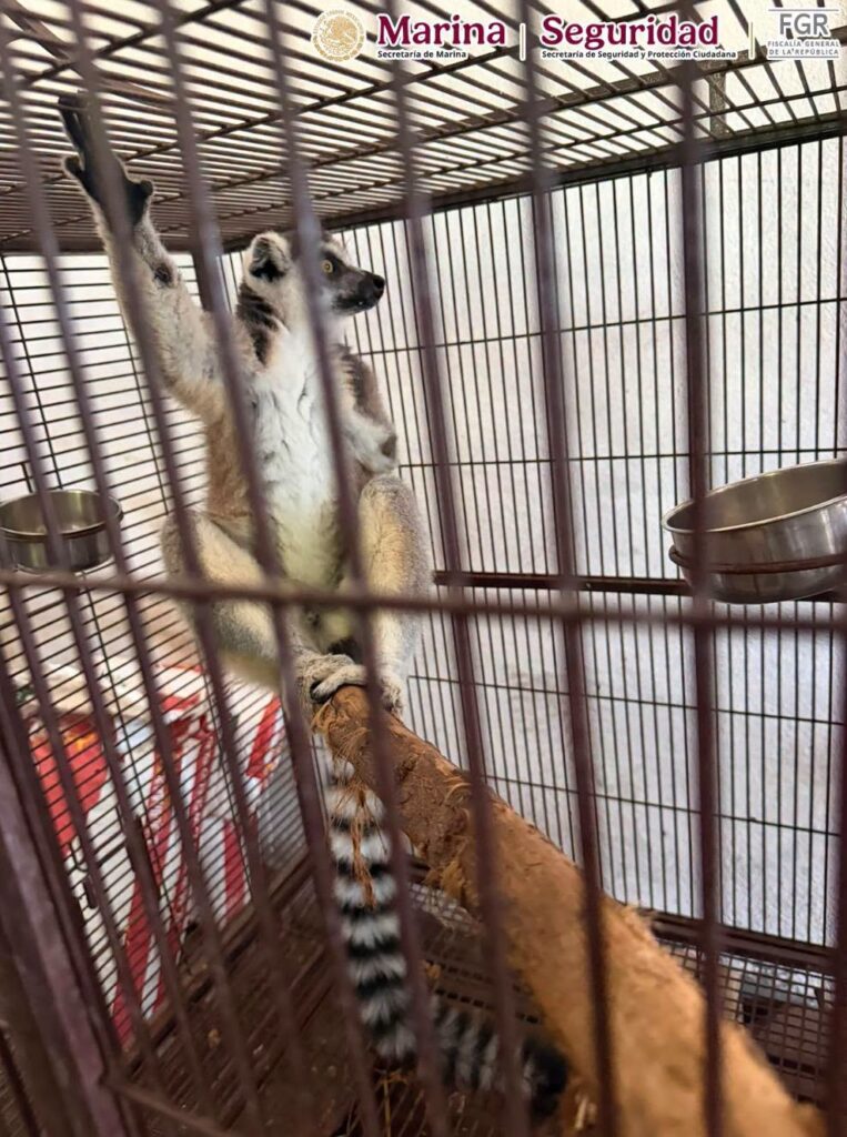 Hallan 135 animales exóticos durante cateos contra huachicol en Tamaulipas Hallan 135 animales exóticos durante cateos contra huachicol en Tamaulipas