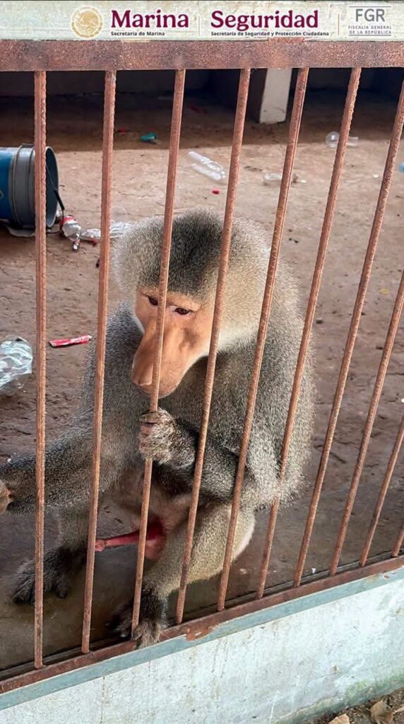 Hallan 135 animales exóticos durante cateos contra huachicol en Tamaulipas Hallan 135 animales exóticos durante cateos contra huachicol en Tamaulipas