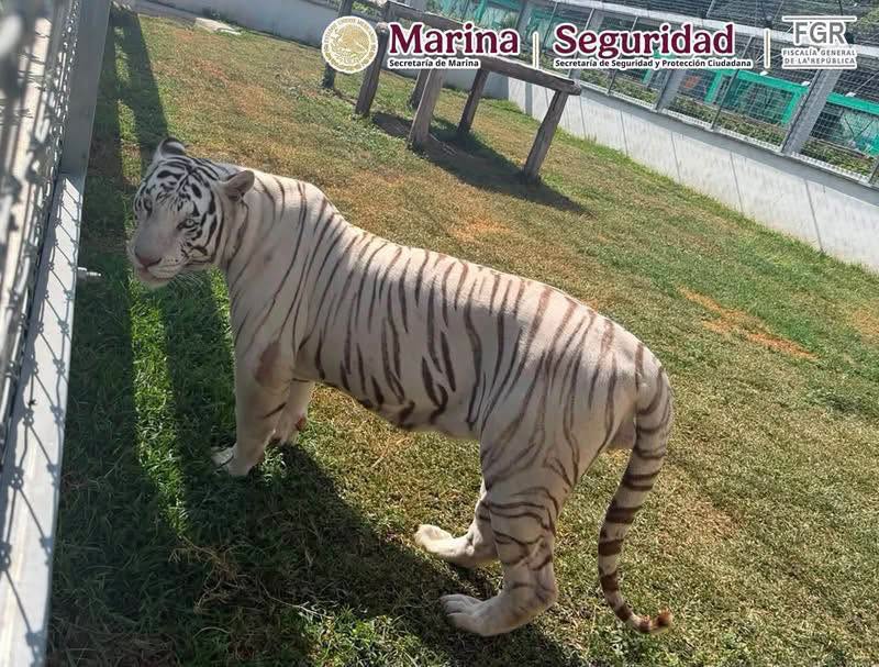 Hallan 135 animales exóticos durante cateos contra huachicol en Tamaulipas Hallan 135 animales exóticos durante cateos contra huachicol en Tamaulipas