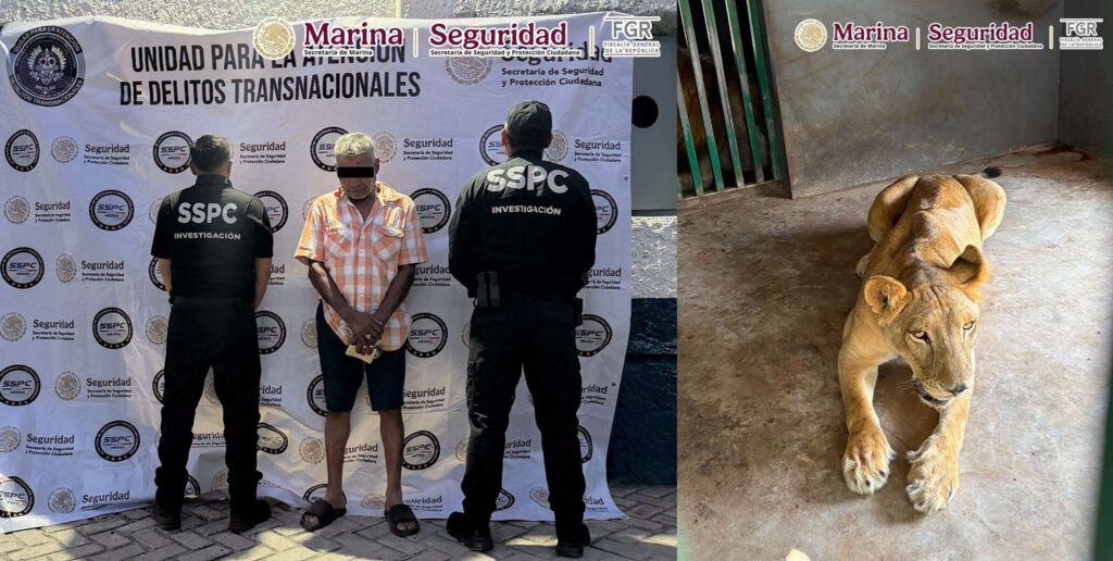 Hallan 135 animales exóticos durante cateos contra huachicol en Tamaulipas Hallan 135 animales exóticos durante cateos contra huachicol en Tamaulipas
