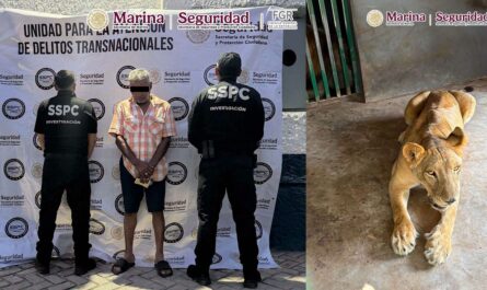 Hallan 135 animales exóticos durante cateos contra huachicol en Tamaulipas