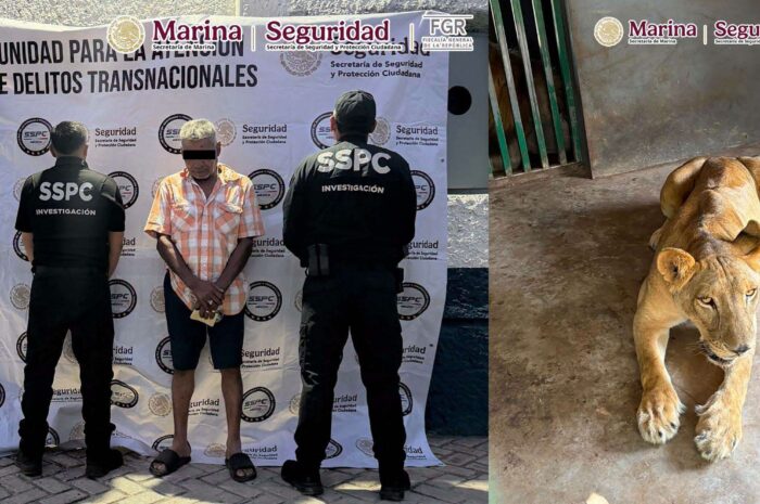 Hallan 135 animales exóticos durante cateos contra huachicol en Tamaulipas