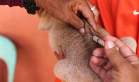 Vacunarán 80 mil mascotas contra la rabia en Tamaulipas
