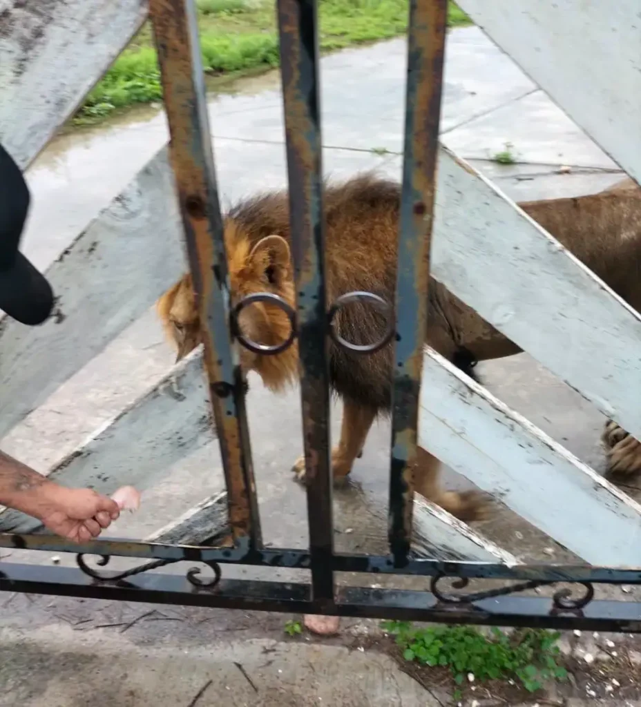 Aseguran a león en Matamoros tras hallazgo en ejido