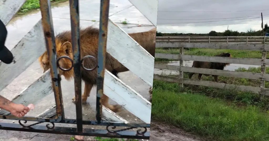 Aseguran a león en Matamoros tras hallazgo en ejido