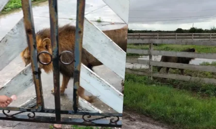Aseguran a león en Matamoros tras hallazgo en ejido