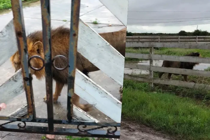 Aseguran a león en Matamoros tras hallazgo en ejido