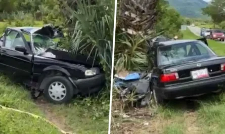 Conductor muere tras estrellarse contra palmera en la Mante-Victoria