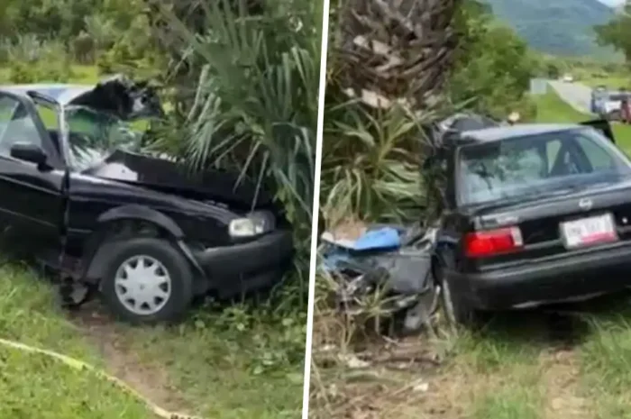 Conductor muere tras estrellarse contra palmera en la Mante-Victoria